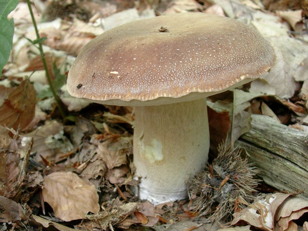 2018 Giugno vecchio ritrovamento